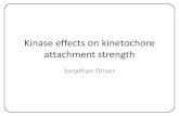 Kinase effects on kinetochore strength