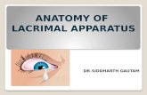 Anatomy of lacrimal apparatus