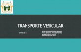 Transporte vesicular 211