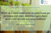 Effects of a raised water table on greenhouse gas emissions and celery yield from agricultural peats under climate warming conditions