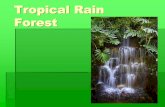 Tropical climate   tropical rainforest