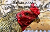 El gallo asil combatiente milenario