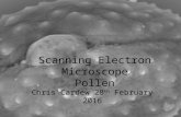 Pollen photos using a Scanning Electron Microscope