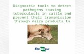 Diagnostic tools to detect pathogens causing tuberculosis in cattle and prevent their transmission through dairy products to humans
