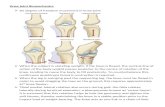 Knee joint - Bio-mechanic notes