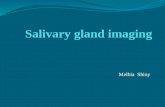 Salivary gland imaging