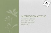 Nitrogen cycle PERIOD 4