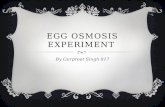 Gurpreet egg osmosis experiment