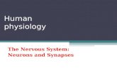 The nervous system neurons and synapses