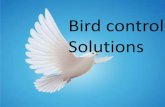 Bird control solution