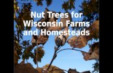 Nut trees for wisconsin farms and homesteads