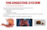 The digestive apparatus