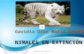 Gavidia diaz-animales-ene-xtincion (2)