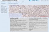 Immunohistochemistry Antibody Validation Report for Anti-PI 3-kinase p110α Antibody (STJ95074)