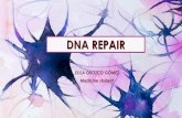 DNA REPARATION ELISA OROZCO