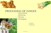 processing of Ginger