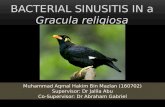 bacterial sinusitis in a common hill myna
