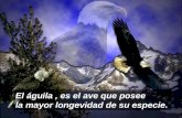 Pato Berghin   El Aguila