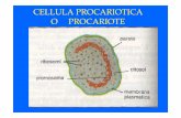 Cellula, DNA, Trasc/trad - PRETEST STUDENTI LIBERI 2015