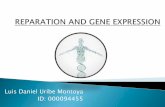 REPARATION AND GENE EXPRESSION