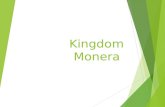 Kingdom monera characteristics