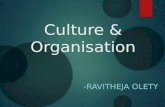 Culture & Organisation
