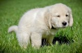 Training your puppy – start by winning his respect and confidence
