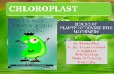 Chloroplast Bibo