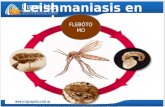 Leishmania  ciclo de_vida