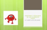 Anatomia y fisiologia de los globulos rojos