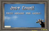 Just Cows!