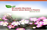 Drought Busting Australian Native Plants