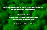 Sticky bacteria and the growth of biofilms on surfaces - Rosalind Allen