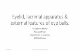 Lacrimal apparatus, eye lid and external features of eye ball.