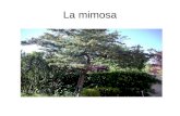 Mimosa Danielaragon2 A