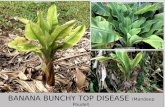 Banana Bunchy Top Disease