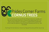 Cornus Trees - Available from Prides Corner Farms