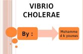 vibro cholerae Mk