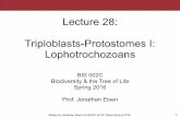 BIS2C: Lecture 28: Lophotrochozoans