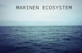 Maritin ecosystem queta