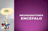 Neuroanatomia encefalo