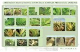 Disease symptoms of maize lethal necrosis (MLN)