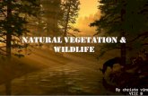 Natural vegitation and wildlife