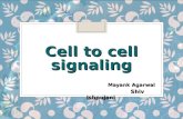 Cell to cell signaling