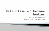 Metabolism of ketone bodies