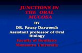 Junctions in the oral mucosa
