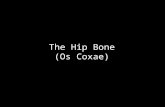 Slideshow: Hip Bone