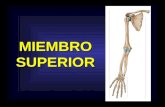 Anatomia. miembro superior osteo articular