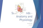 Salivary glands – anatomy and physiology