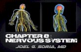 Chapter 8  nervous system